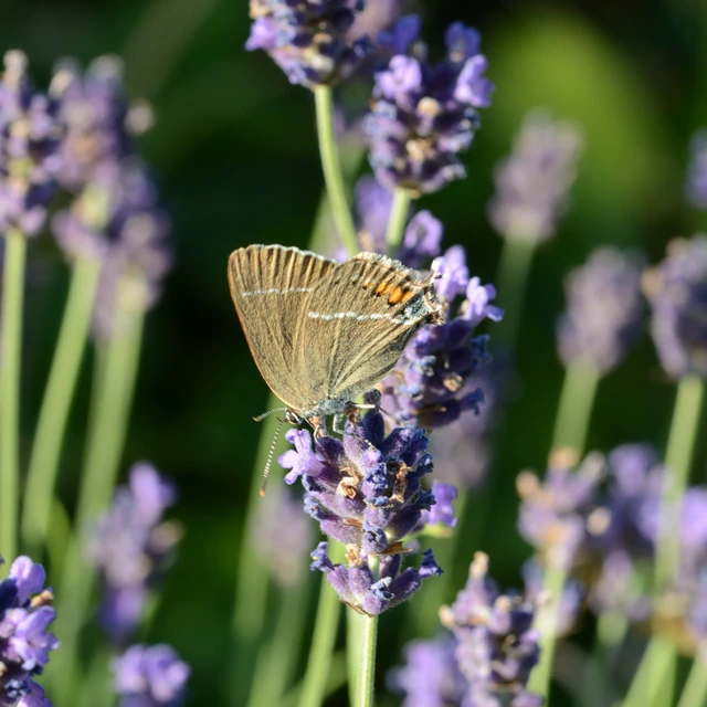 Satyrium spini - kökény-csücsköslepke