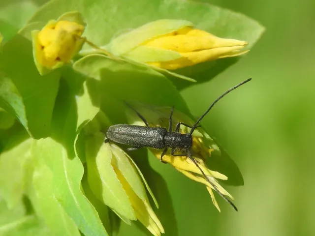 Phytoecia uncinata - szeplőlapucincér