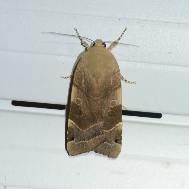Noctua fimbriata - szélessávú sárgafűbagoly