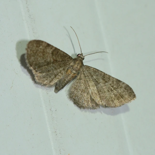 Eupithecia haworthiata - rozsdástestű törpearaszoló