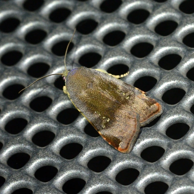 Noctua janthe/janthina