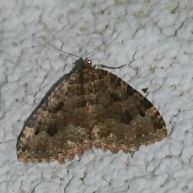 Triphosa dubitata - kutyabenge-araszoló