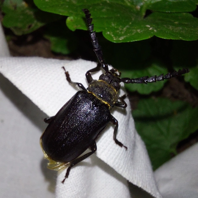 Prionus coriarius - csőszcincér