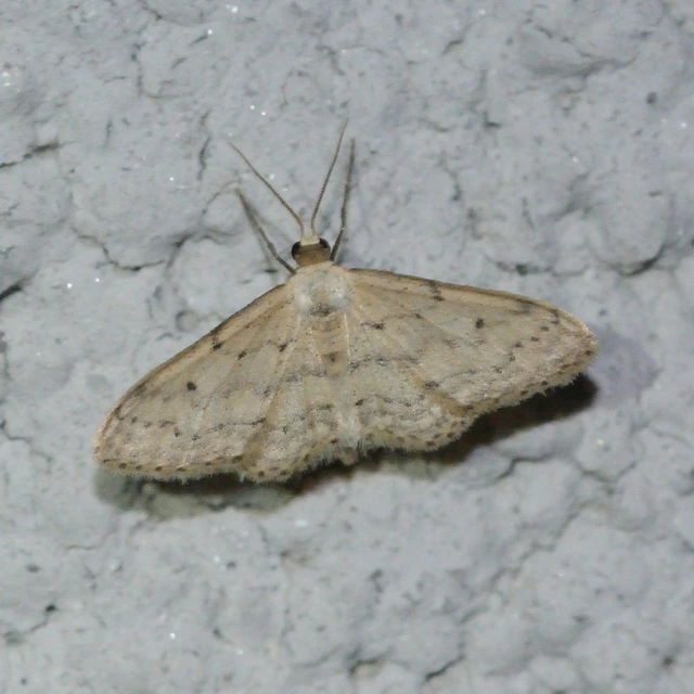 Idaea seriata - szürke apróaraszoló