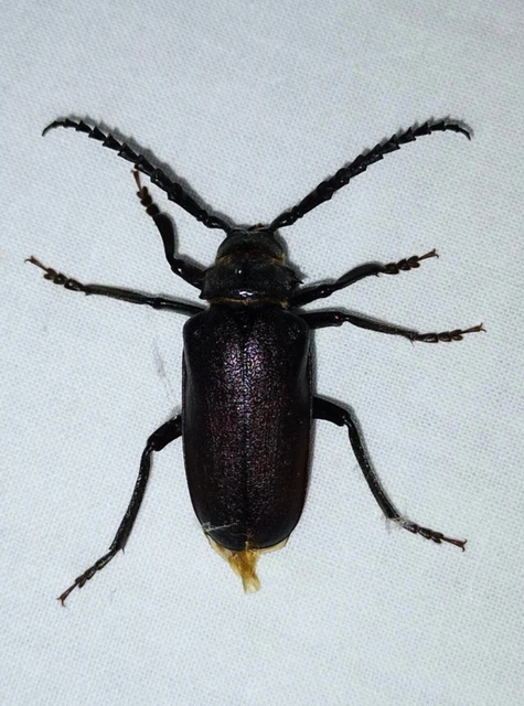 Prionus coriarius - csőszcincér
