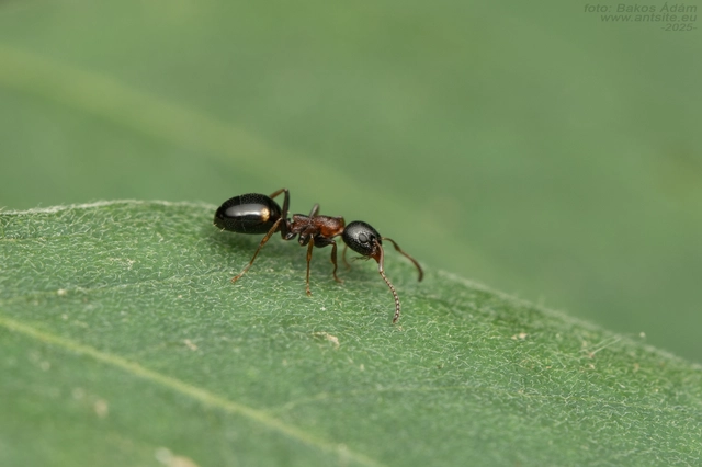Dolichoderus quadripunctatus - négypettyes erdeihangya