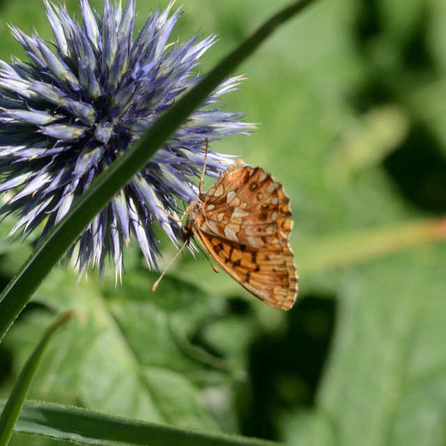 Boloria dia - kis gyöngyházlepke