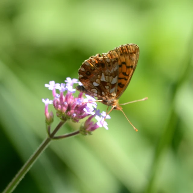 Boloria dia - kis gyöngyházlepke