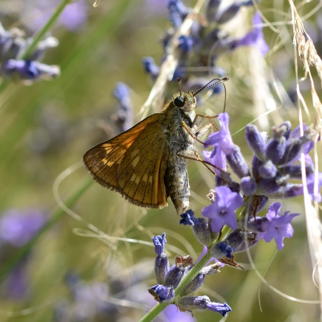 Ochlodes sylvanus - erdei busalepke