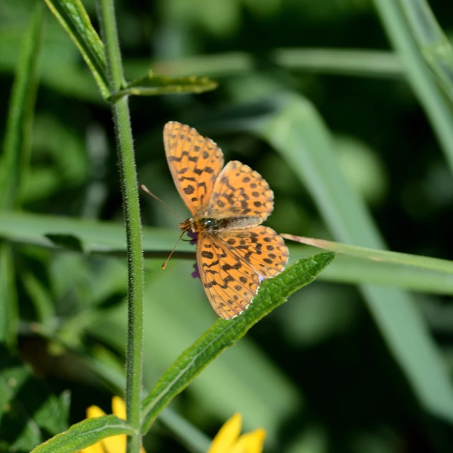 Boloria dia - kis gyöngyházlepke