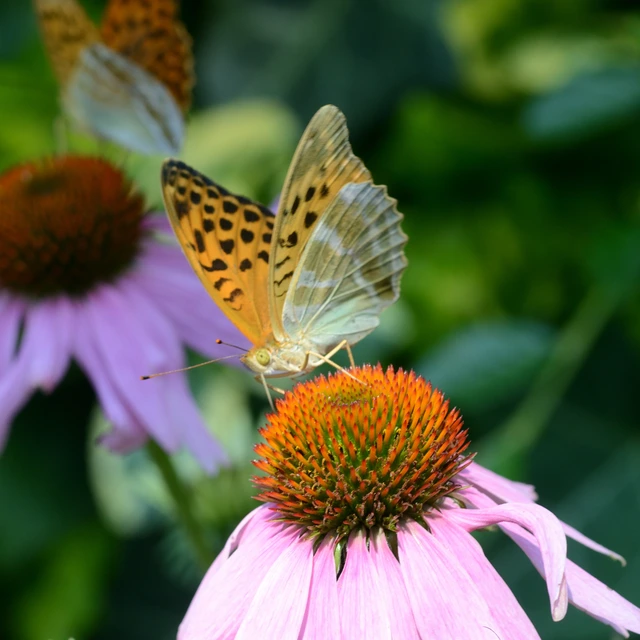 Argynnis paphia - nagy gyöngyházlepke
