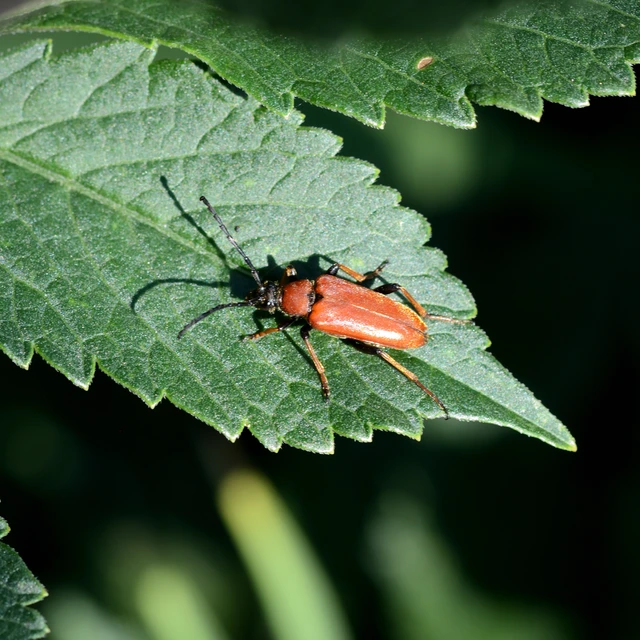 Stictoleptura rubra - vörös virágcincér