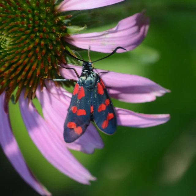Zygaena filipendulae - acélszínű csüngőlepke