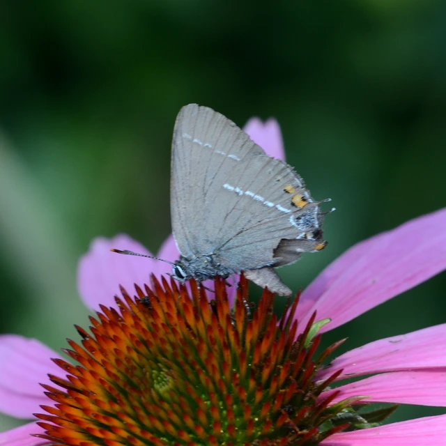 Satyrium spini - kökény-csücsköslepke