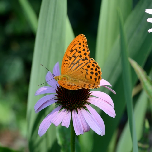 Argynnis paphia - nagy gyöngyházlepke