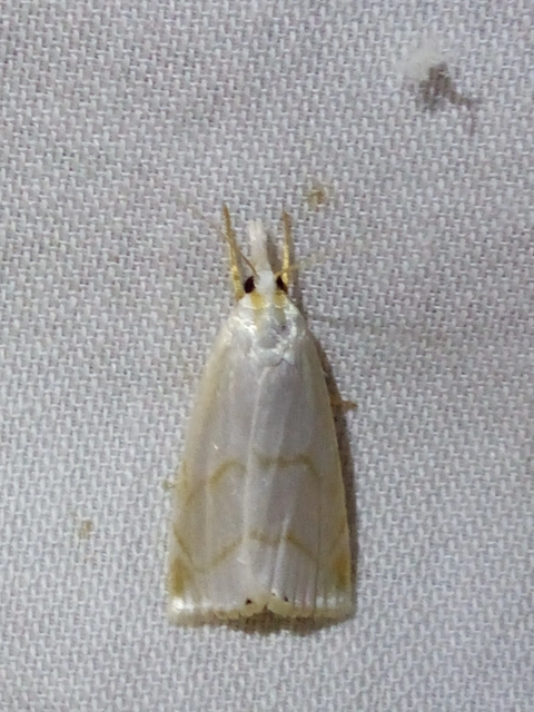 Calamotropha aureliellus - aranyszínű nádlevélmoly