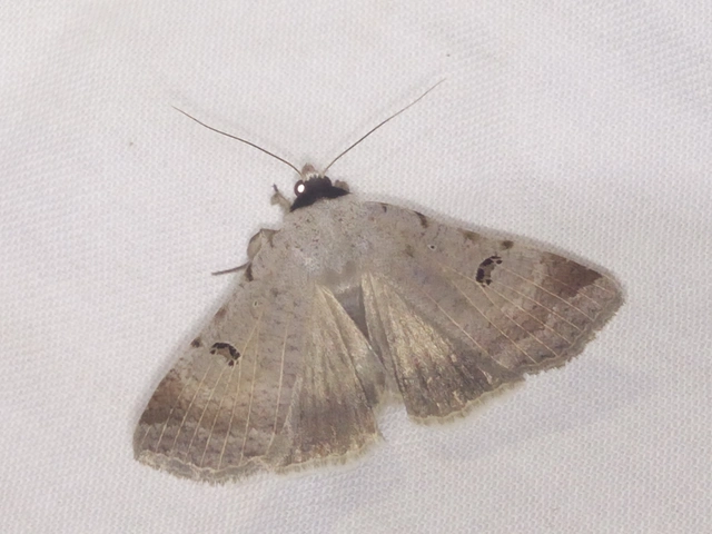 Lygephila craccae - gyakori csüdfűbagoly