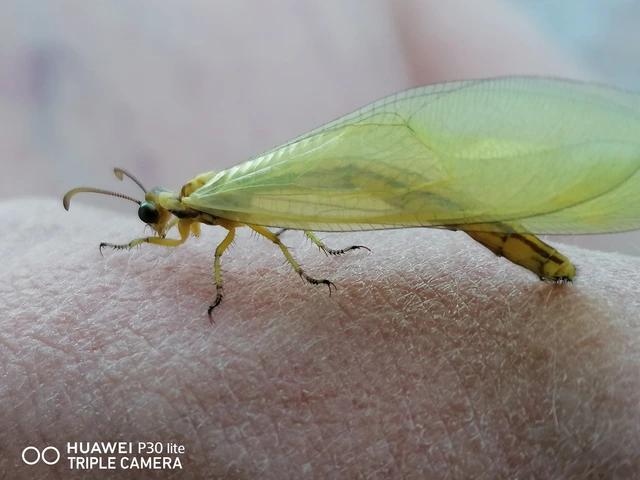 Myrmecaelurus trigrammus - hangyafarkas