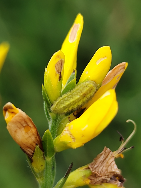 Callophrys rubi - zöldfonákú lepke