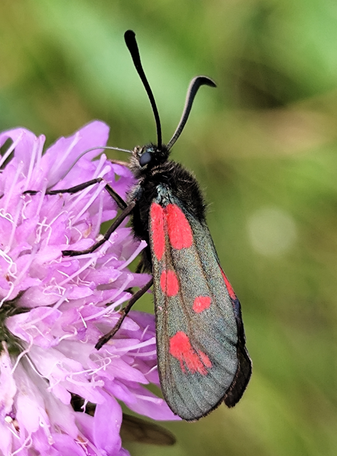 Zygaena loti - közönséges csüngőlepke