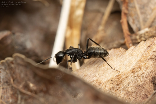 Camponotus vagus - fekete lóhangya