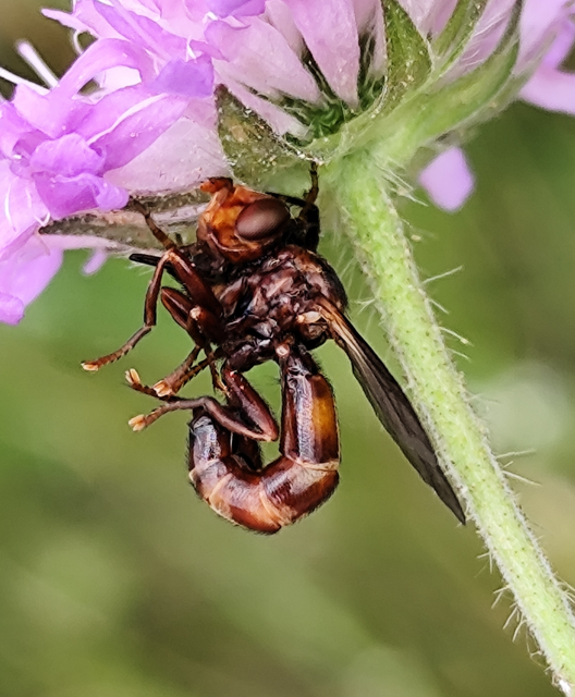 Sicus ferrugineus - rozsdás fejeslégy