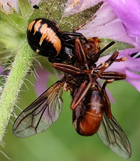 Synema globosum/ornatum