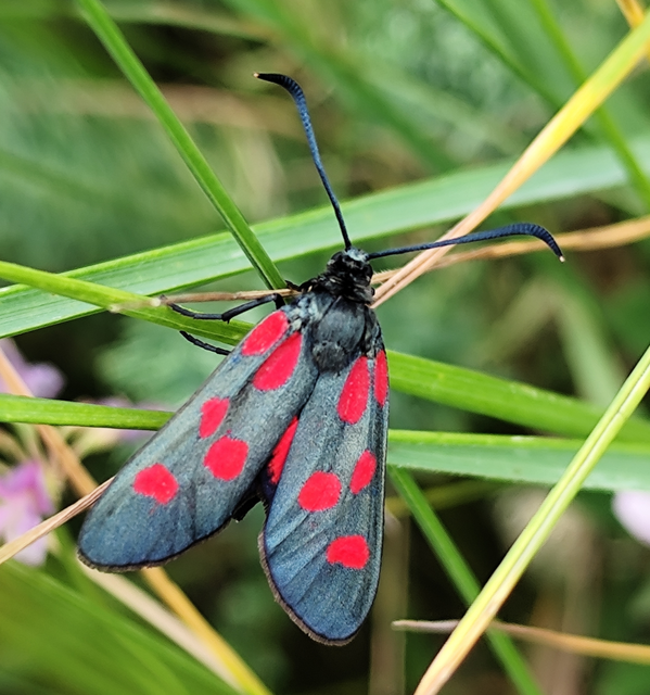 Zygaena angelicae - vérpettyes csüngőlepke