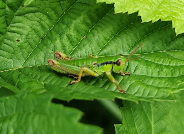 Odontopodisma