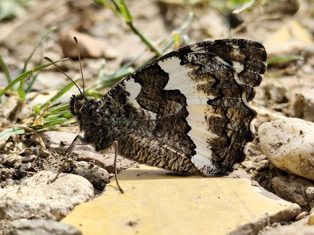 Brintesia circe - fehéröves szemeslepke