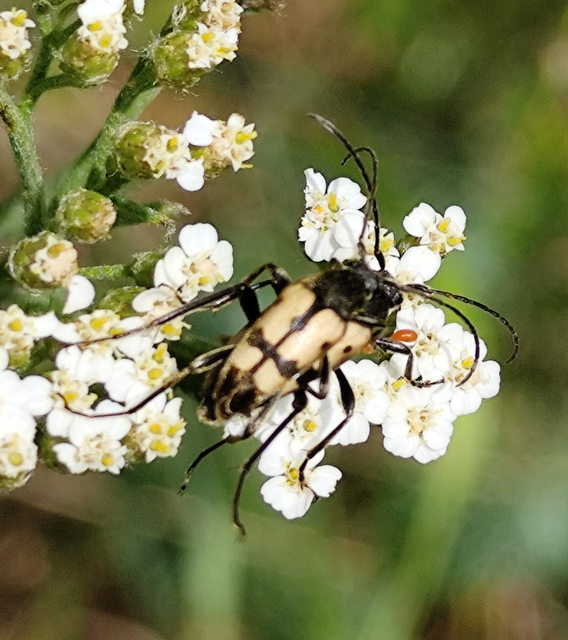 Pachytodes erraticus - rajzos virágcincér