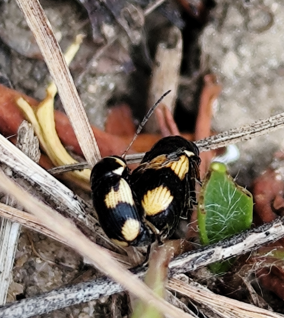 Cryptocephalus moraei - közönséges zömökbogár