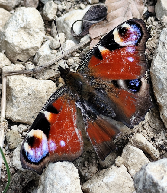 Nymphalis io - nappali pávaszem