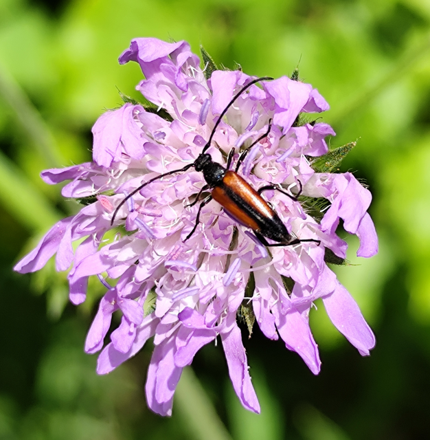 Stenurella melanura - feketevégű karcsúcincér