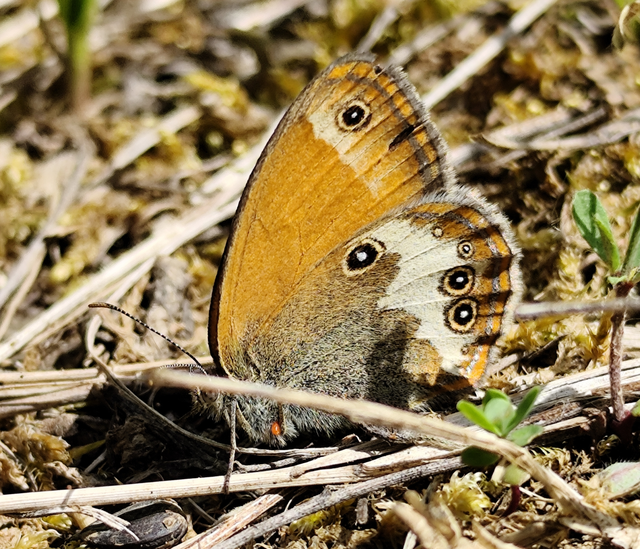 Coenonympha arcania - fehéröves szénalepke