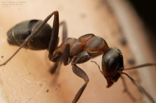 Formica cunicularia - gyakori rabszolgahangya