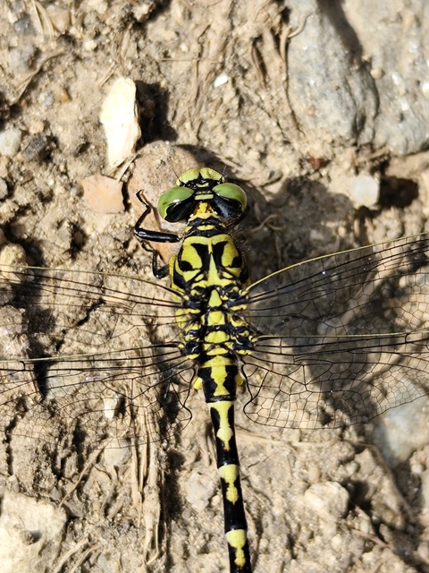 Onychogomphus forcipatus - gyűrűs folyami-szitakötő Onychogomphus forcipatus - gyűrűs folyami-szitakötő