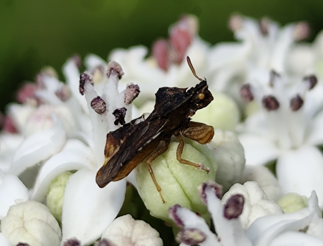 Phymata crassipes - fogólábú poloska