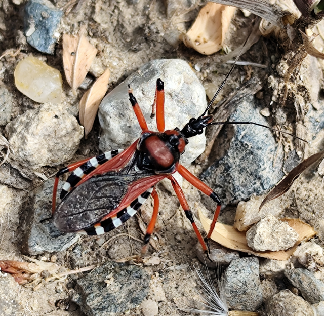 Rhynocoris iracundus - közönséges gyilkospoloska