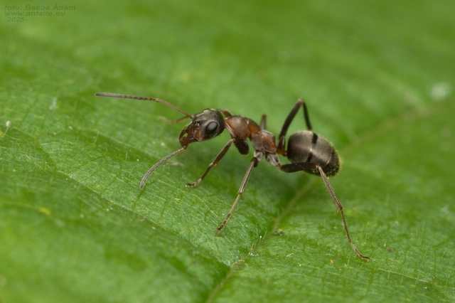 Formica rufibarbis - vörös rabszolgahangya