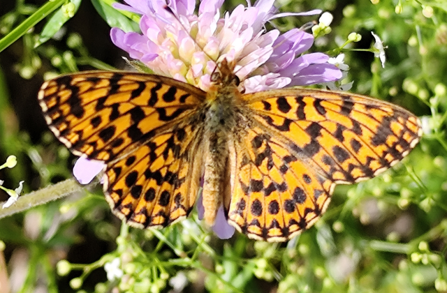 Boloria dia - kis gyöngyházlepke