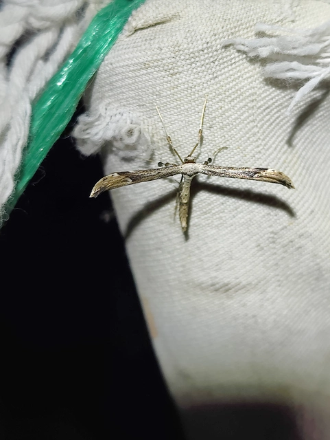 Oidaematophorus lithodactyla - sárgásszürke tollasmoly