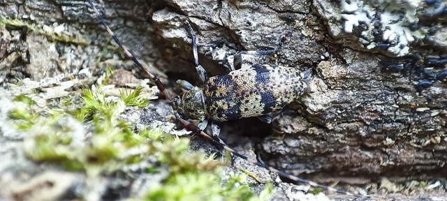 Leiopus nebulosus - öves gesztcincér