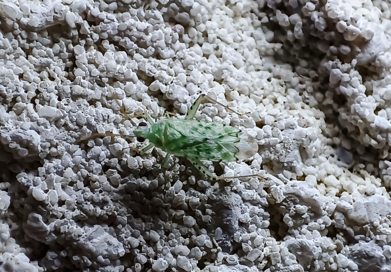 Reuteria marqueti