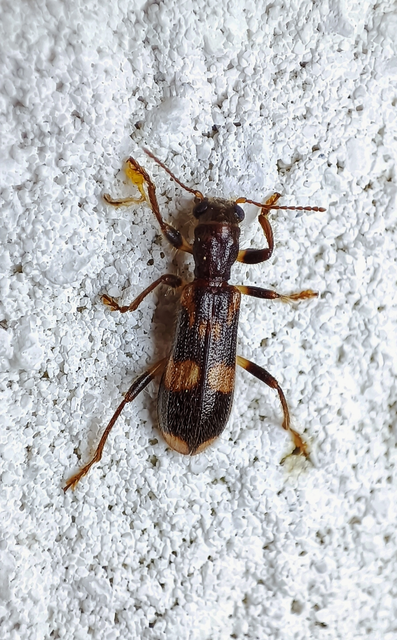 Opilo mollis - közönséges szúfarkas