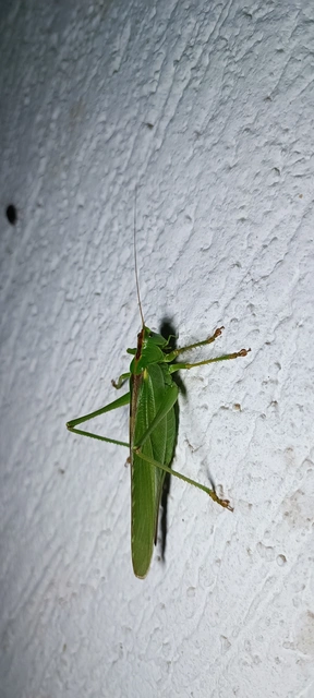 Tettigonia viridissima - zöld lombszöcske