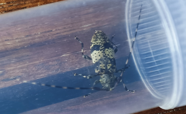 Leiopus nebulosus - öves gesztcincér