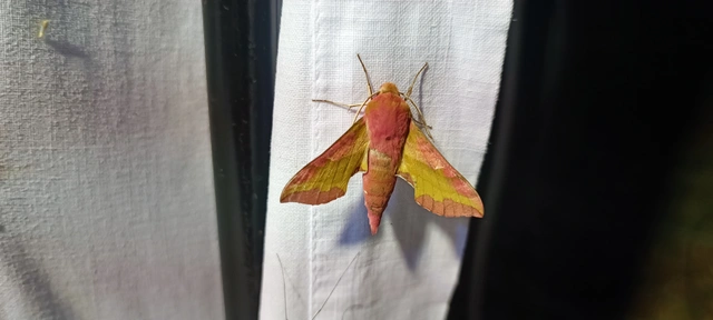 Deilephila porcellus - piros szender