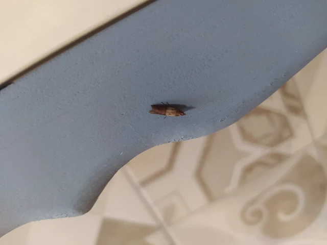 Plodia interpunctella - aszalványmoly