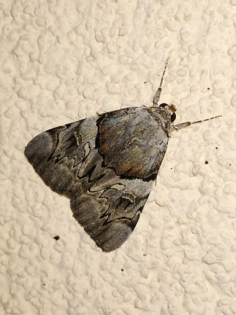 Catocala fulminea - galagonya-övesbagoly